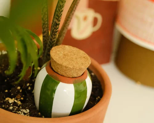 Pépin olla-a-planter-3 - Moudere Bhaidjy
